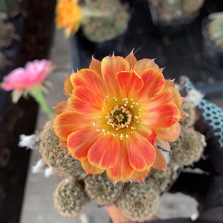 643 侧芽自根丽花6厘米盆