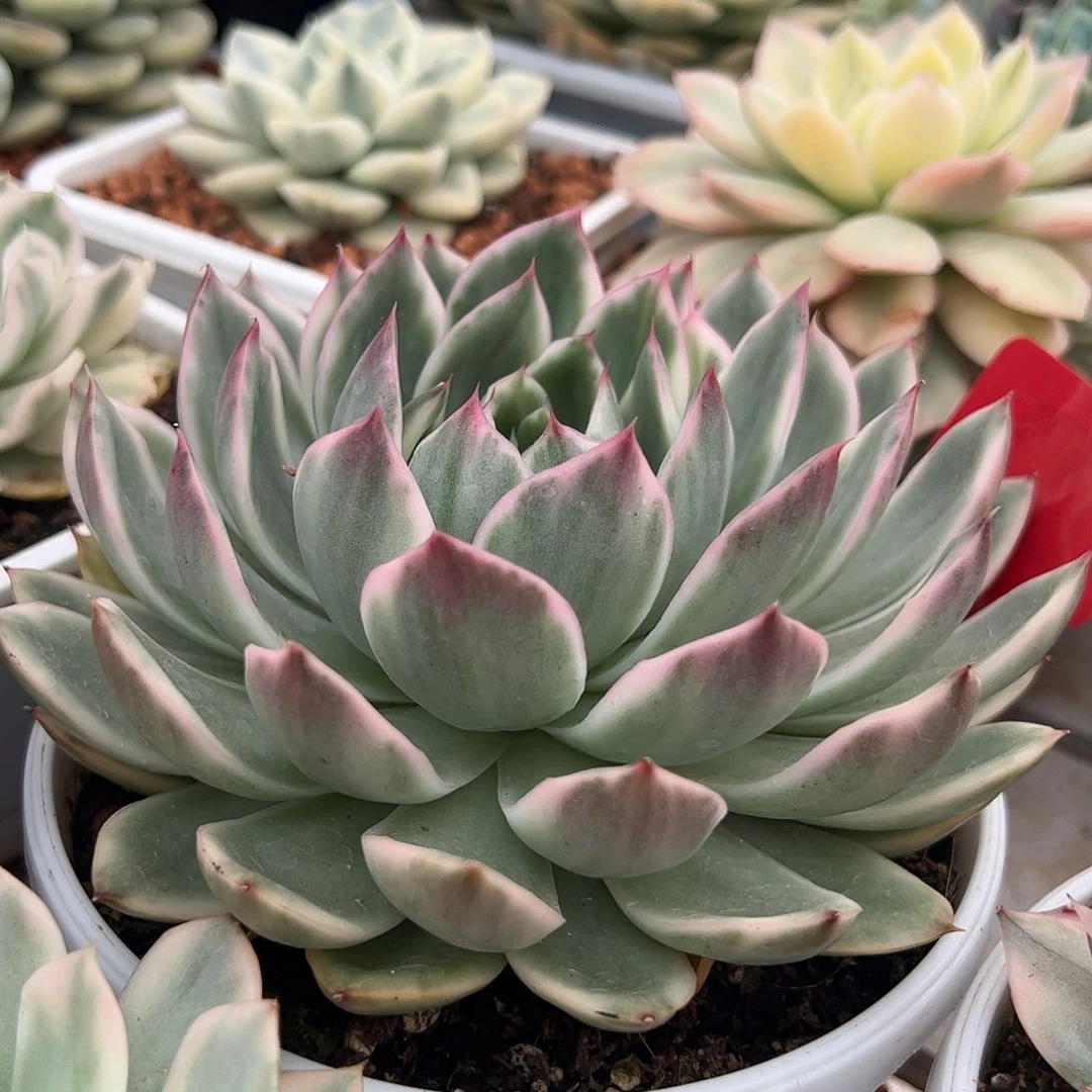 水晶恋人锦多肉植物15