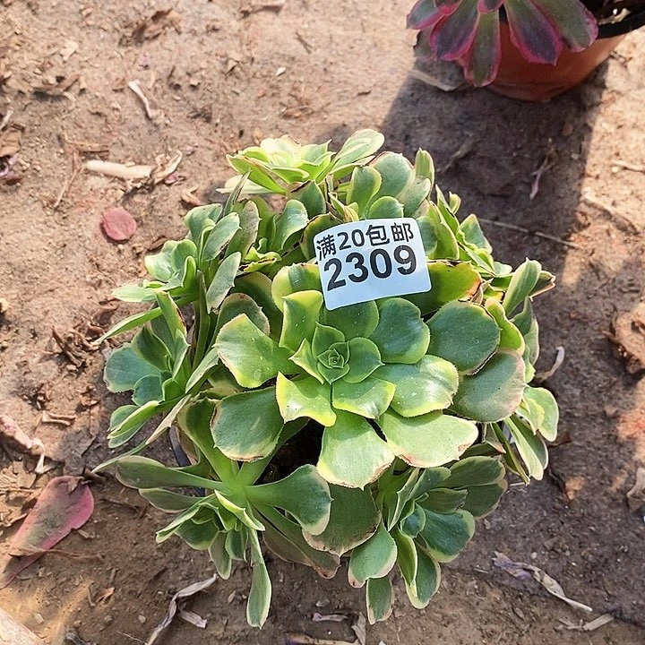 2309 一颗特斯拉法师