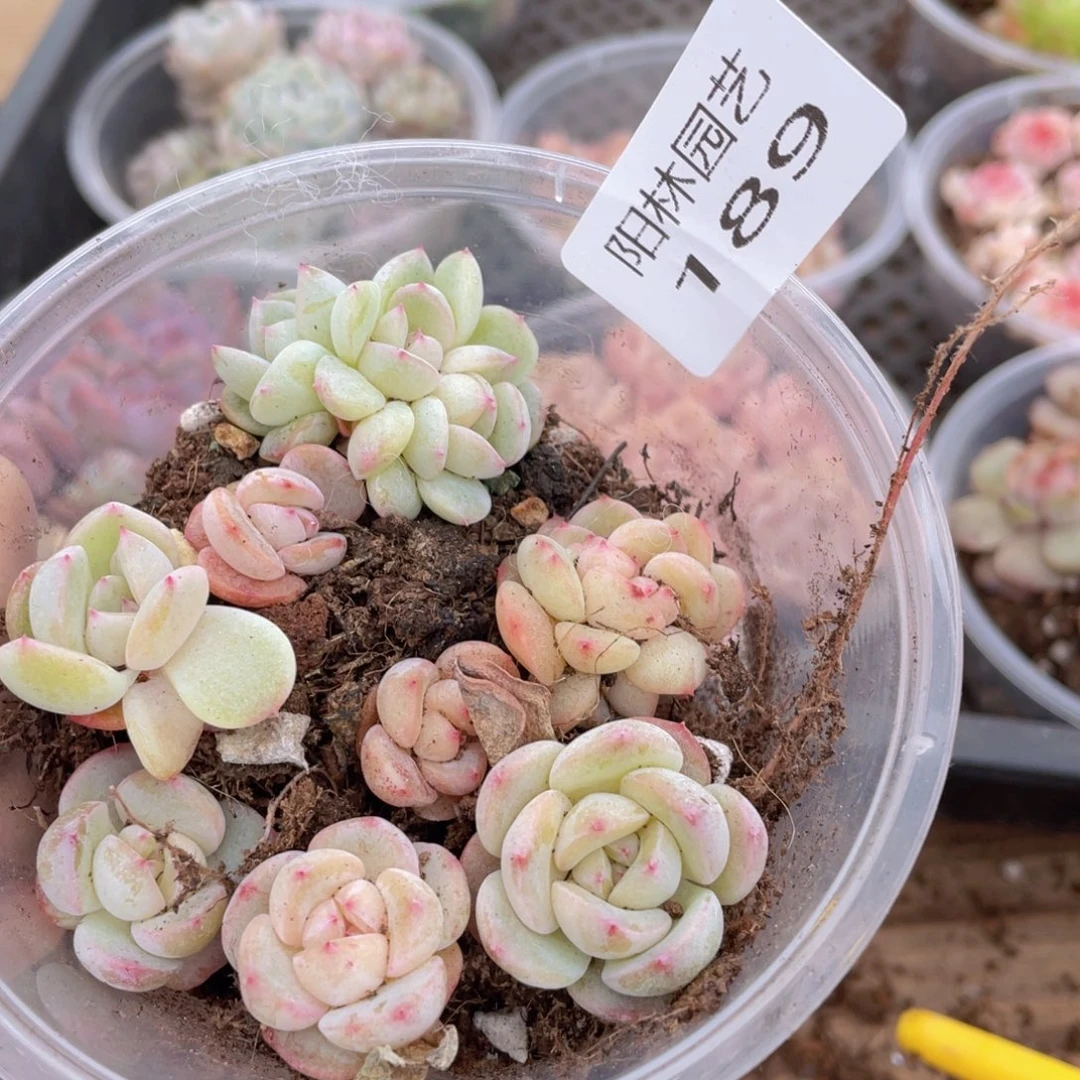 多肉植物多肉植物189