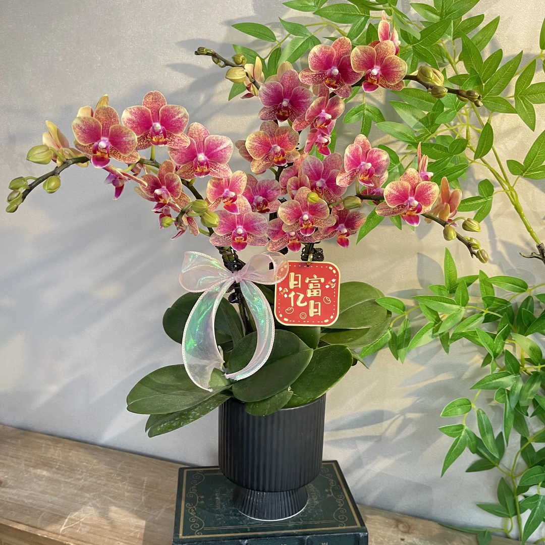 蝴蝶兰《金蝶》金红交织精致花型  好养耐养带花带花苞  基地直发