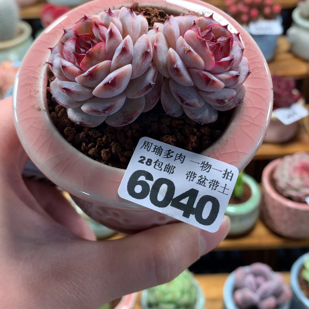 5厘米盆精控多肉6040