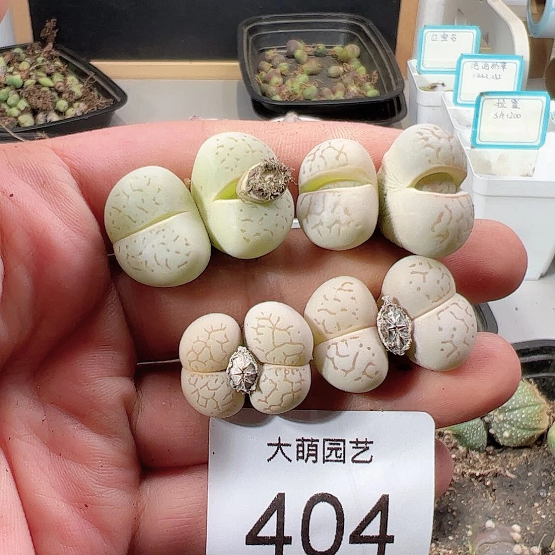 0000404 一物一拍……