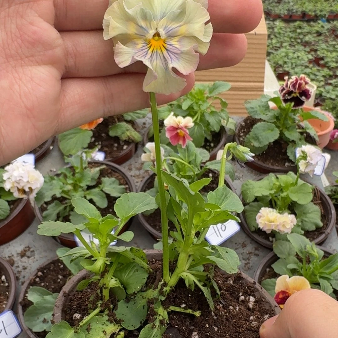 完全开放皱边角堇70