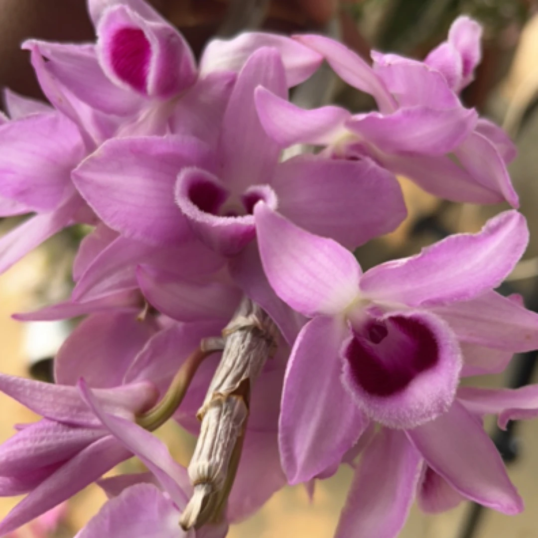 闪电檀香石斛兰盆栽开花绿植室内阳台种植七彩石斛花