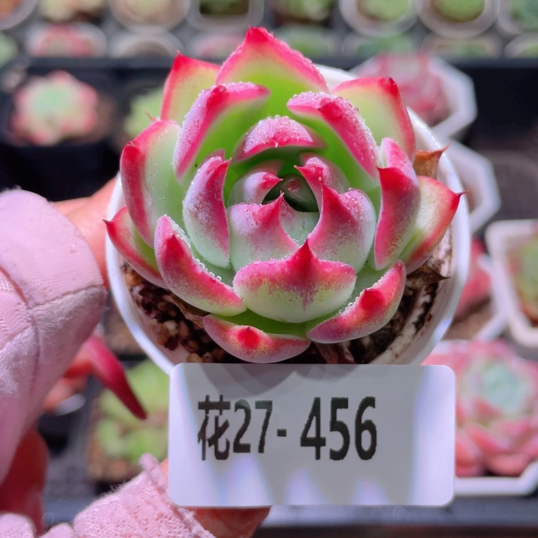 花利美27-456吉娃娃