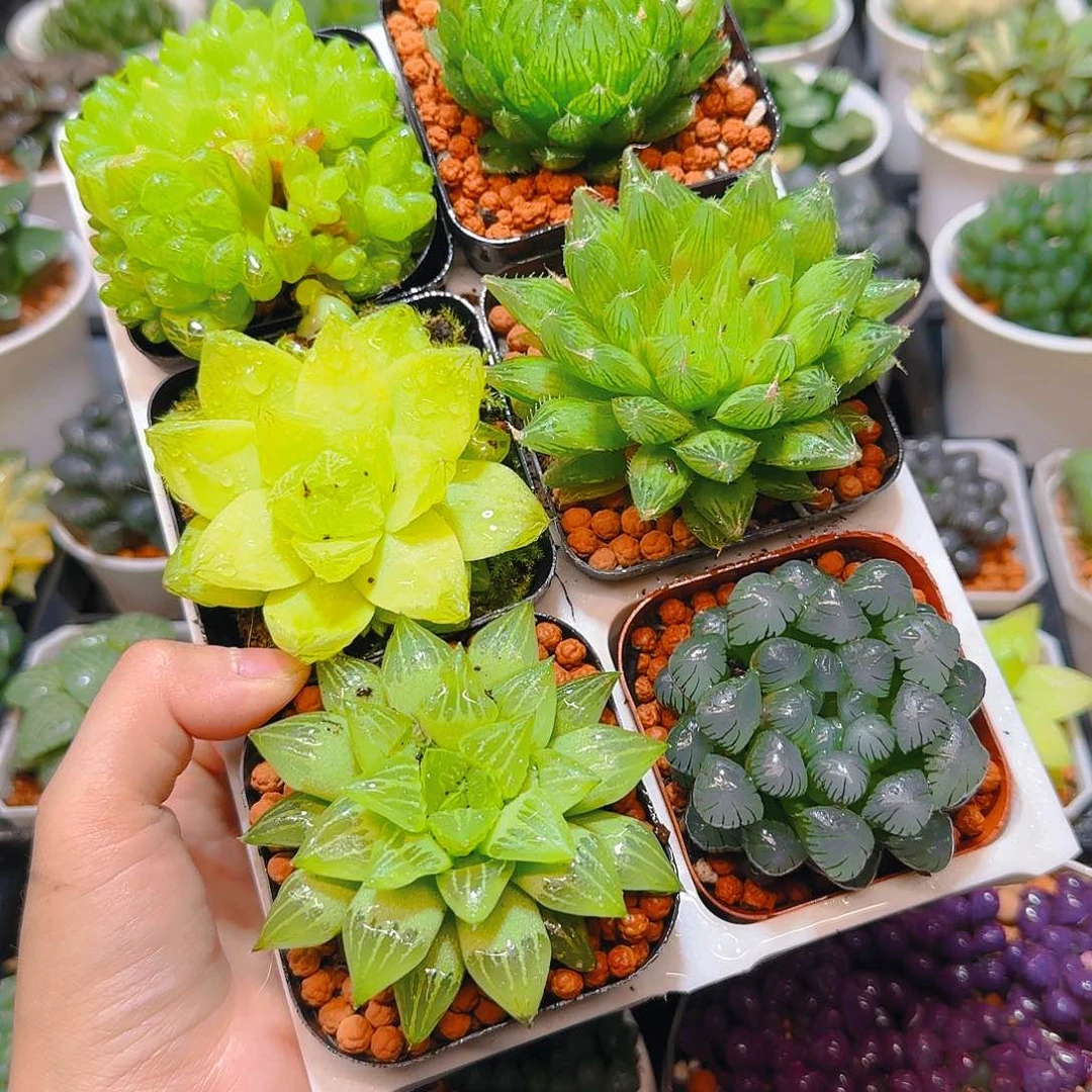 玉露六件套多肉，原盆