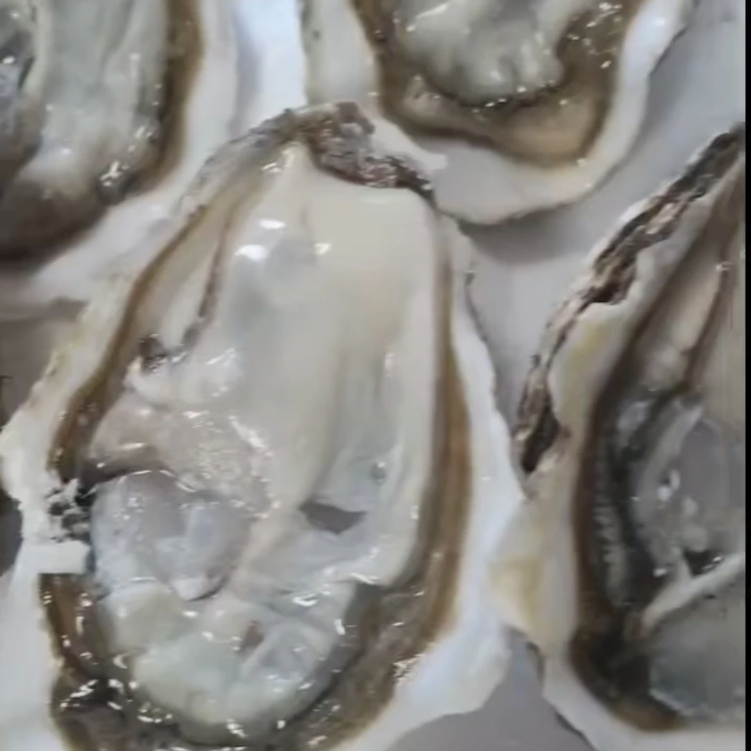 【鲜活海鲜生蚝码头直供鲜活肥美牡蛎刺身4-8两/只5斤装