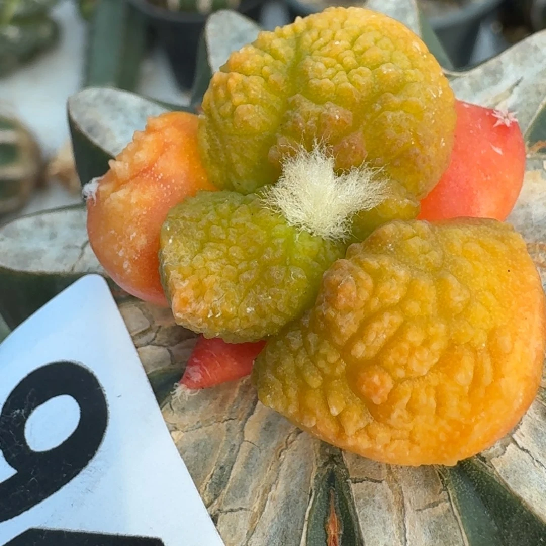 【闪购商品】荔枝尤哥斯拉牡丹锦941