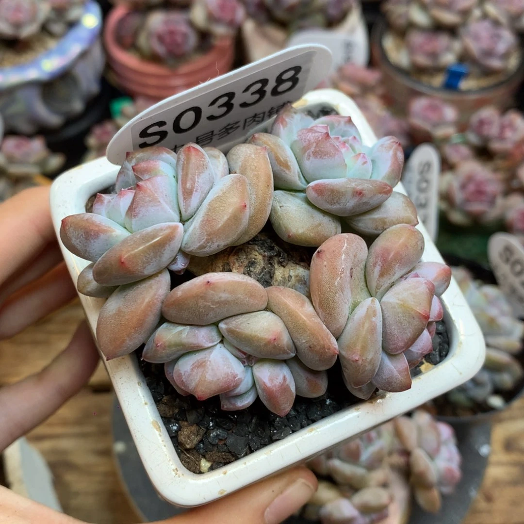 S0338 突尼斯7cm 福利