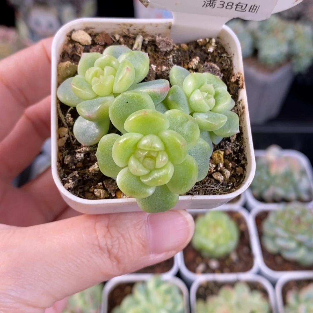 纸鸢三头群157号一颗