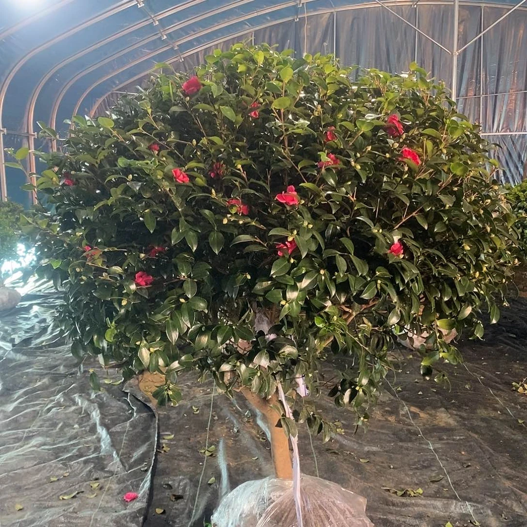 无花朵可以开花到明年的四月份。