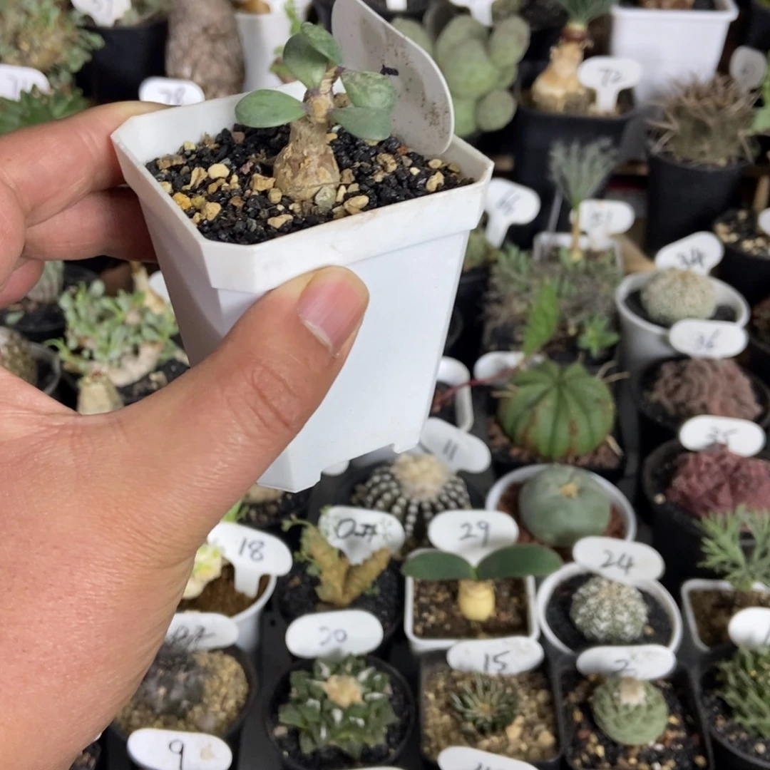 恩特美后盾菊一个