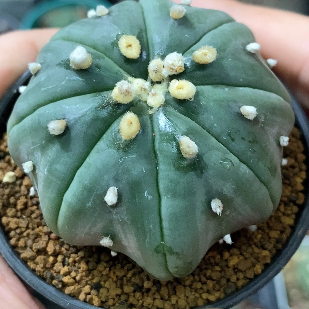 孤品实生特选高脚长腿海星指纹兜5.8cm