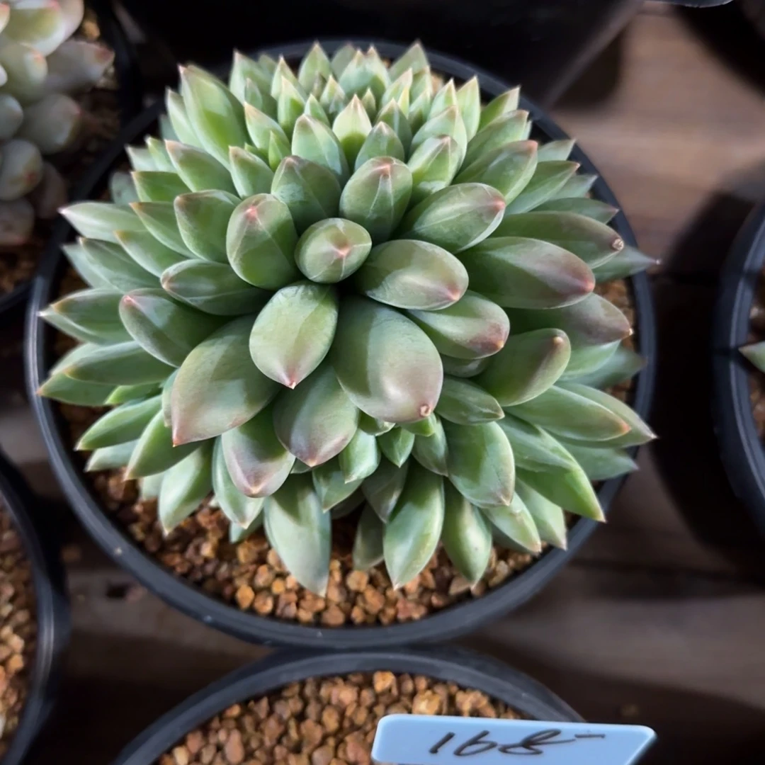 重楼缀1111111111111111111