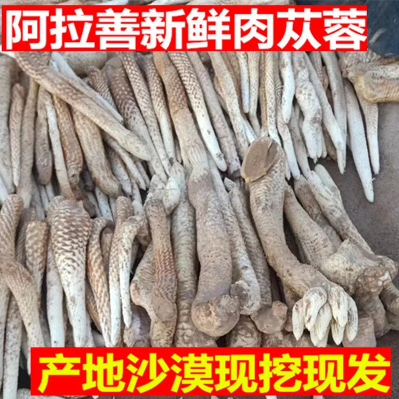 内蒙古阿拉善新鲜沙漠人参果内蒙古发货枸杞