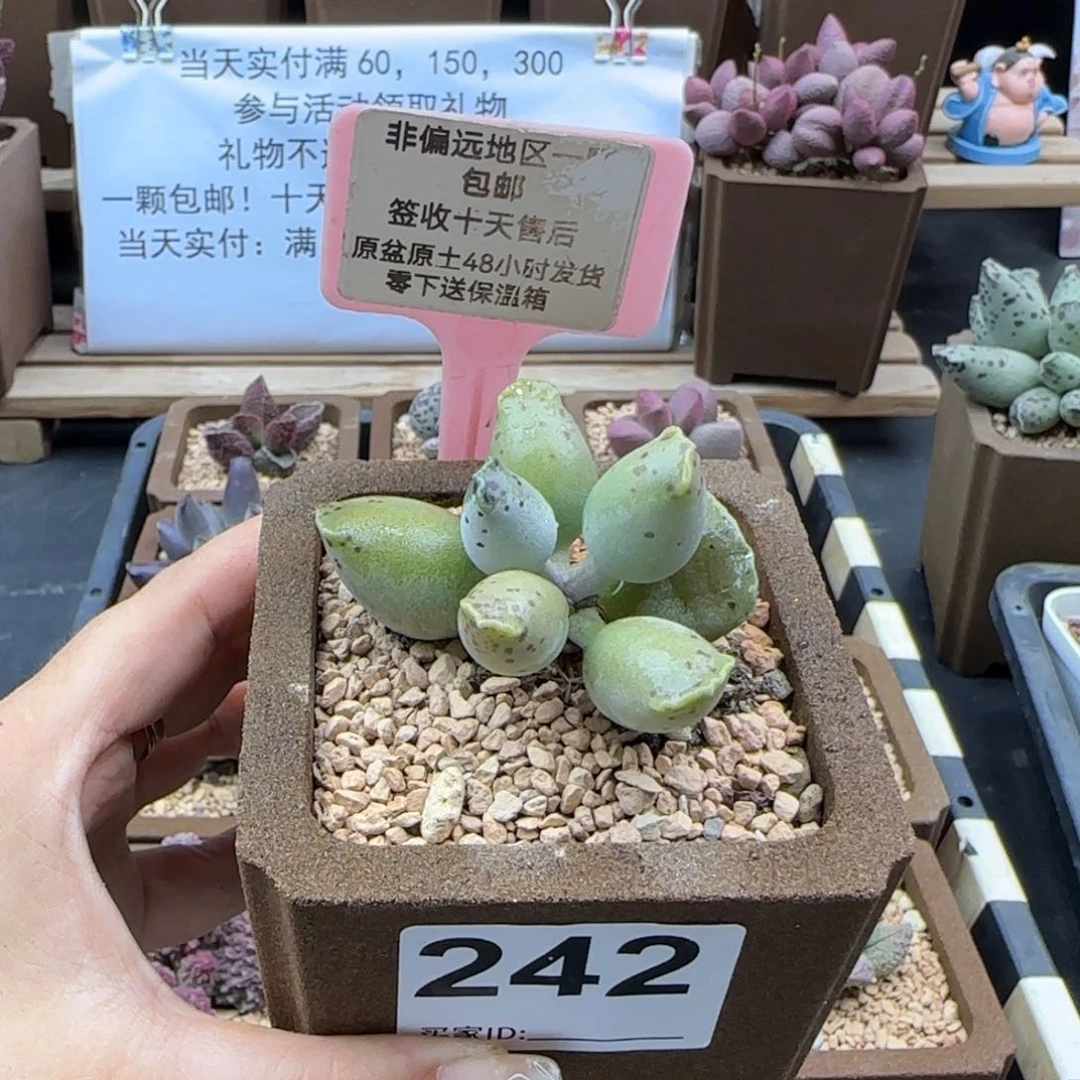 242黄金海报多肉植物