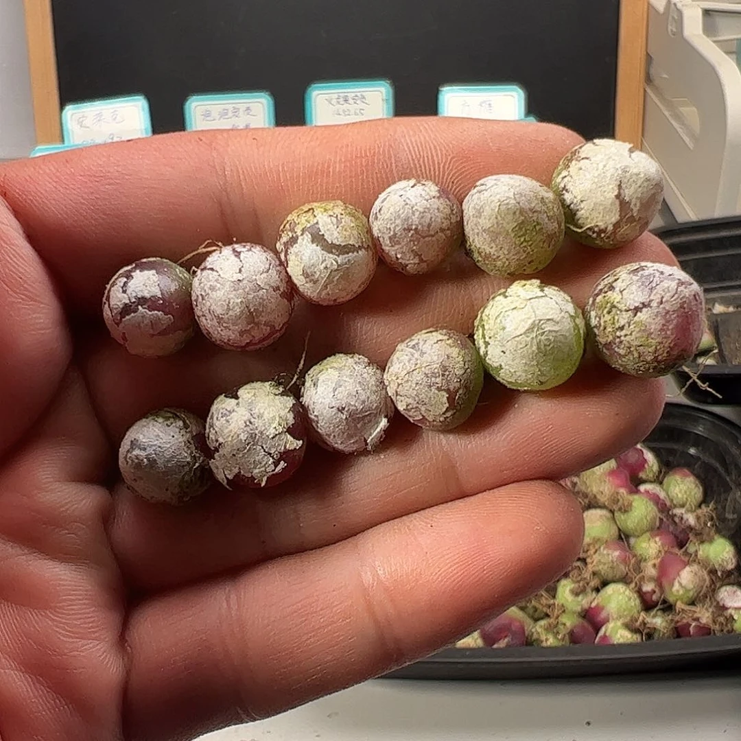 0000量拍小灯泡12颗尺寸1.0上下