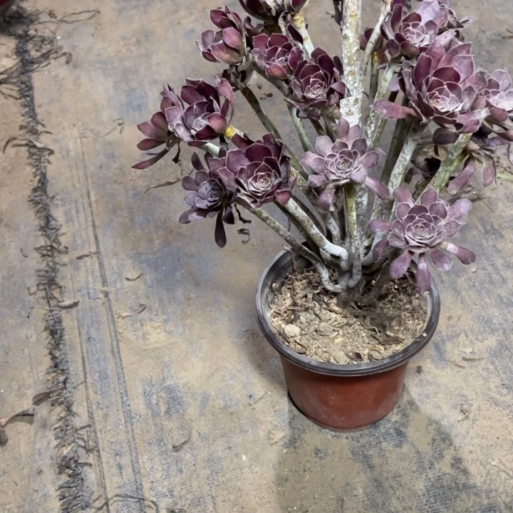 78黑法师多肉多肉植物多肉