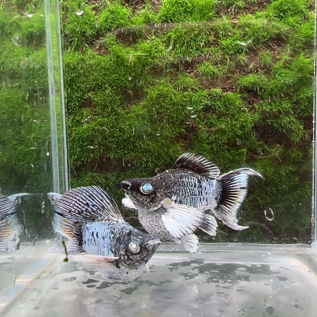 黑玛丽鱼电镀种鱼一对。