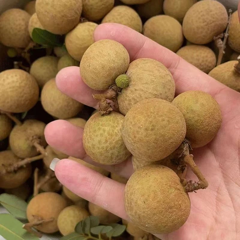 潮汕本地农家龙眼