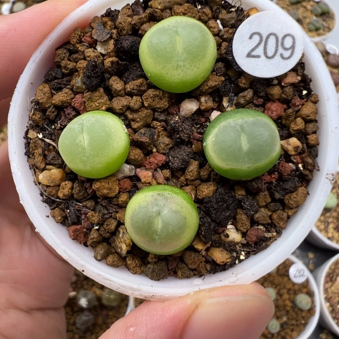 拉登一颗脱土209000