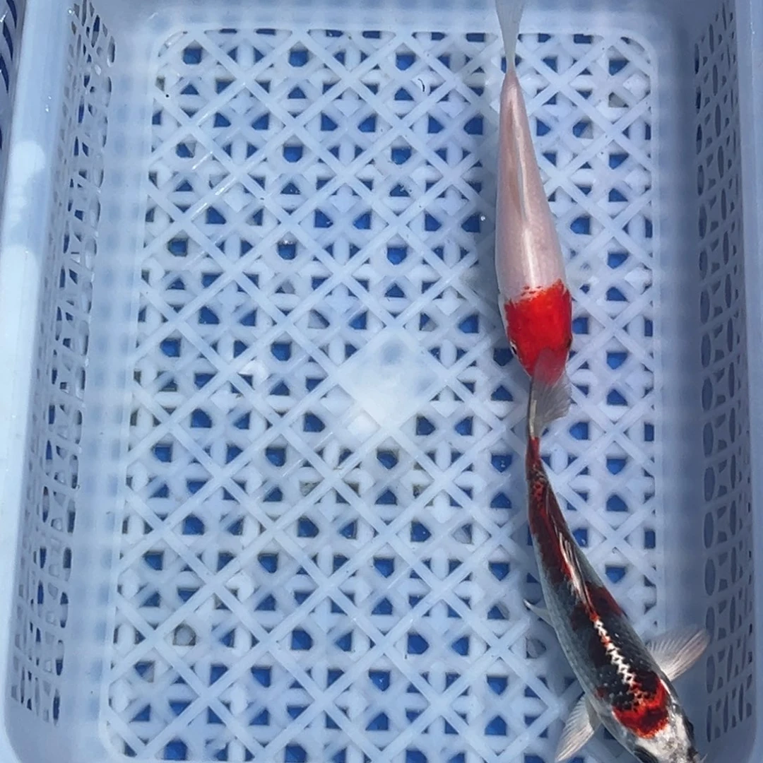 锦鲤锦鲤观赏鱼1111