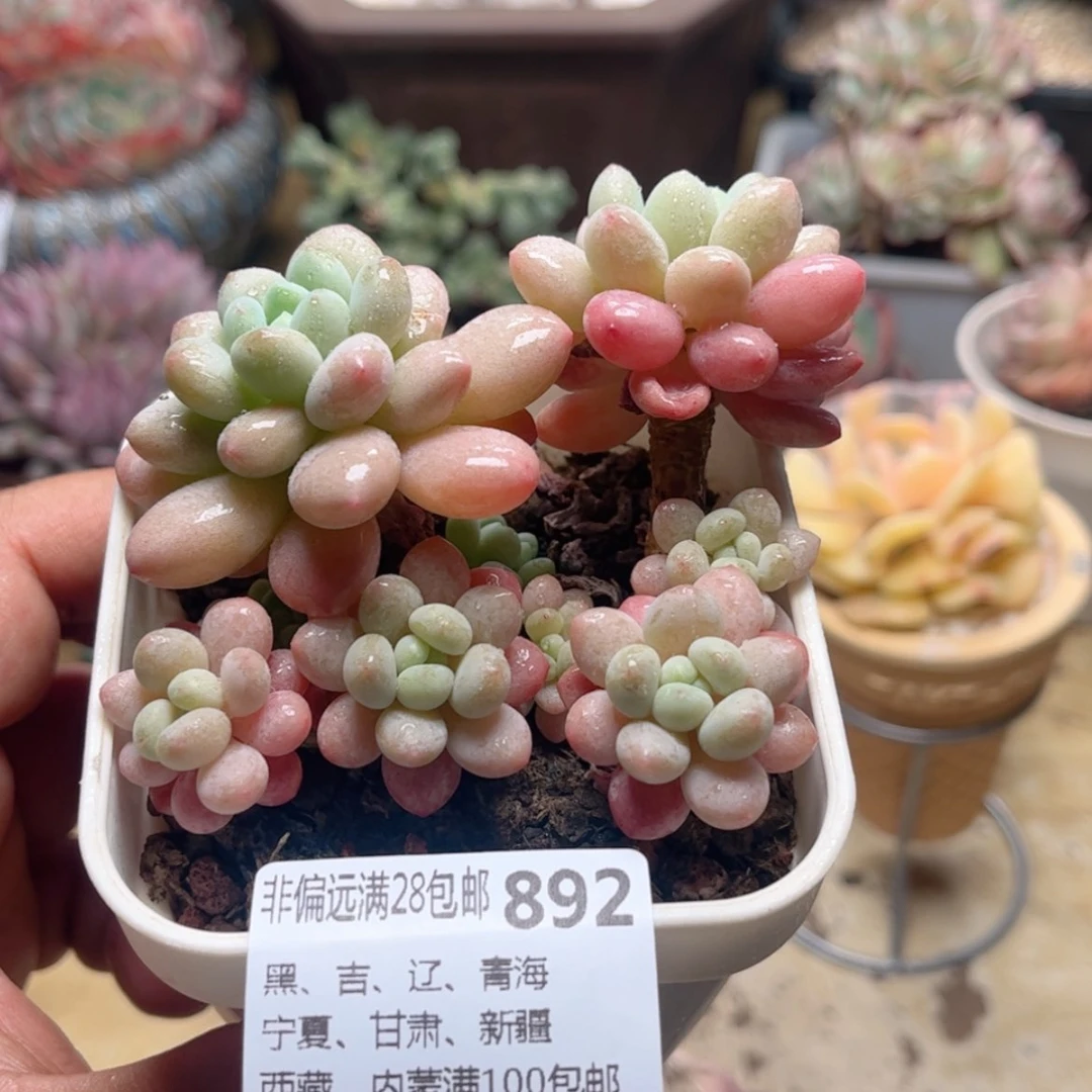 【闪购商品】892洛可可