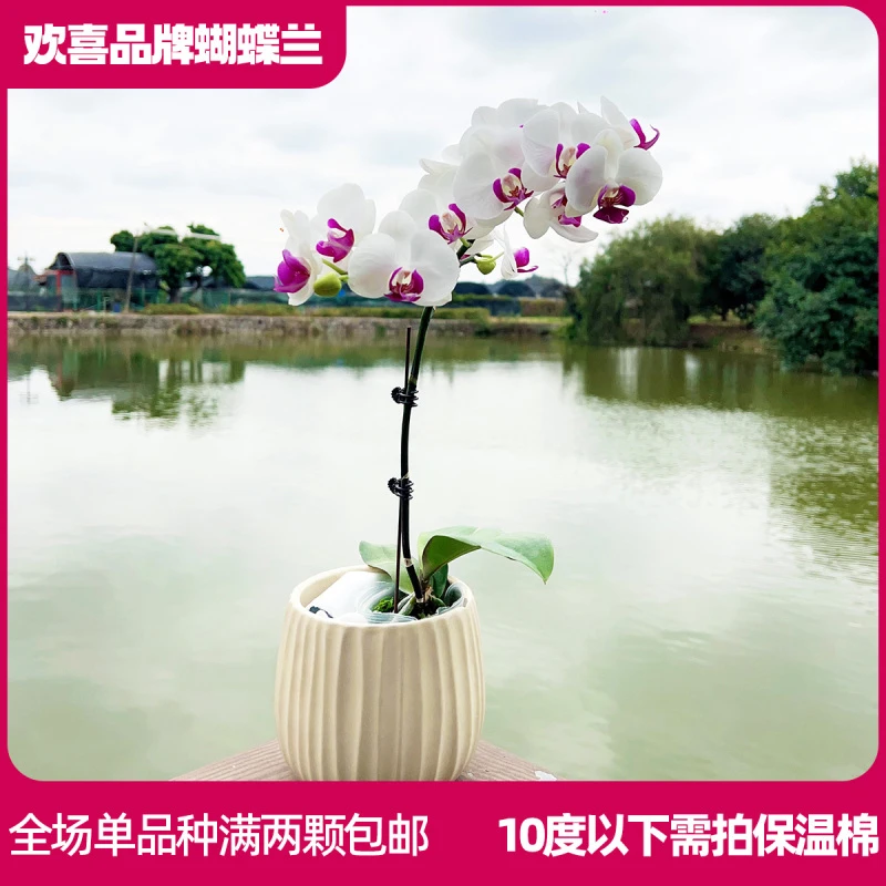 【雪玉】精品蝴蝶兰室内绿植