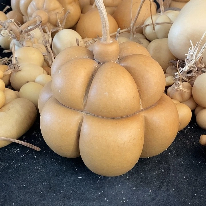 我****芦葫芦的颜色是蓝色的