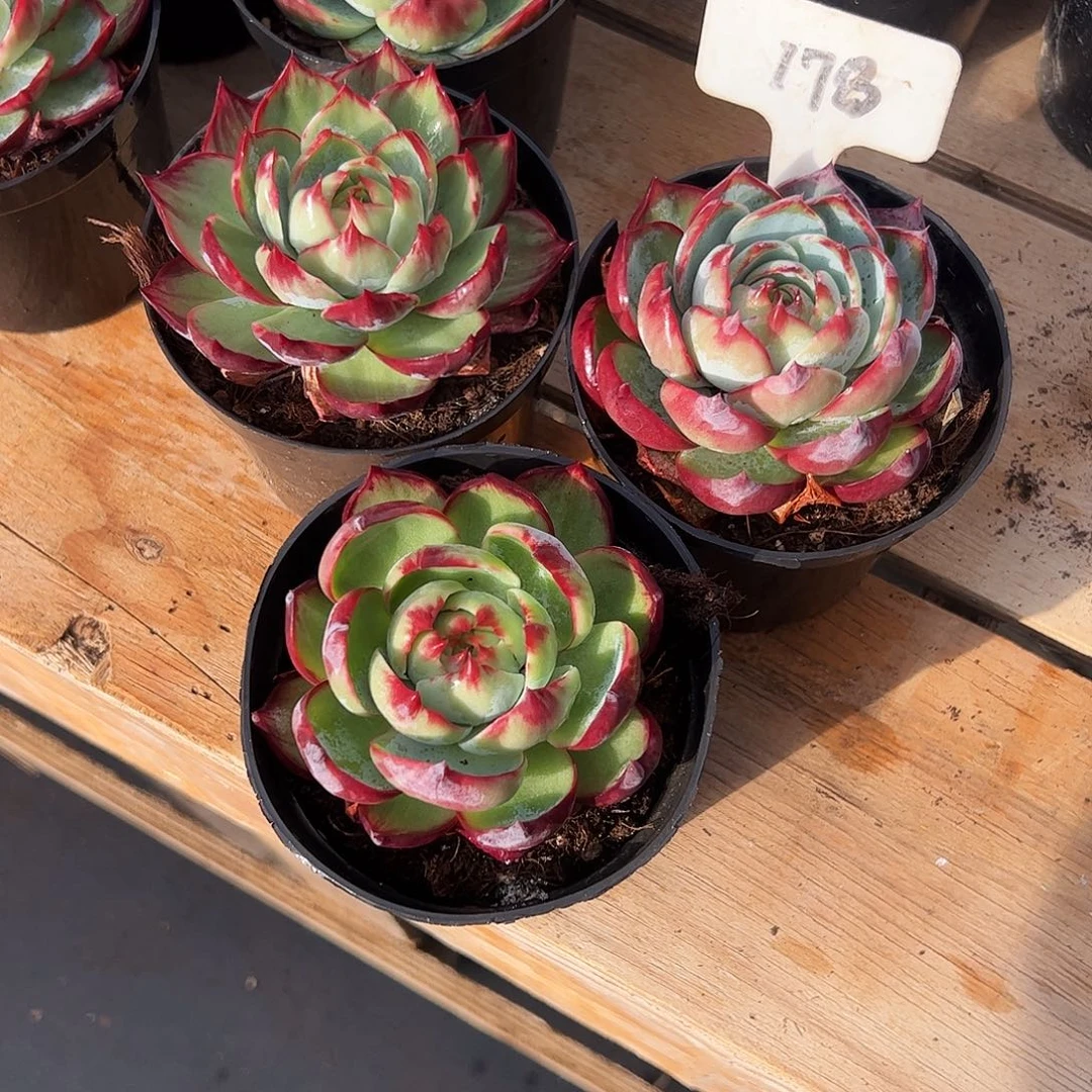 三***祥小惊鸿仙子8公分左右三颗178号