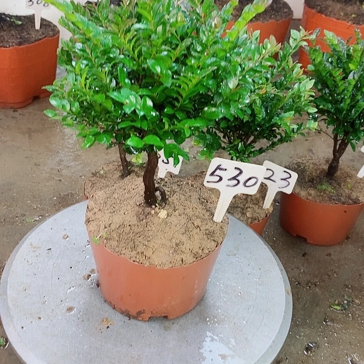 当前无花栽培后可以开花