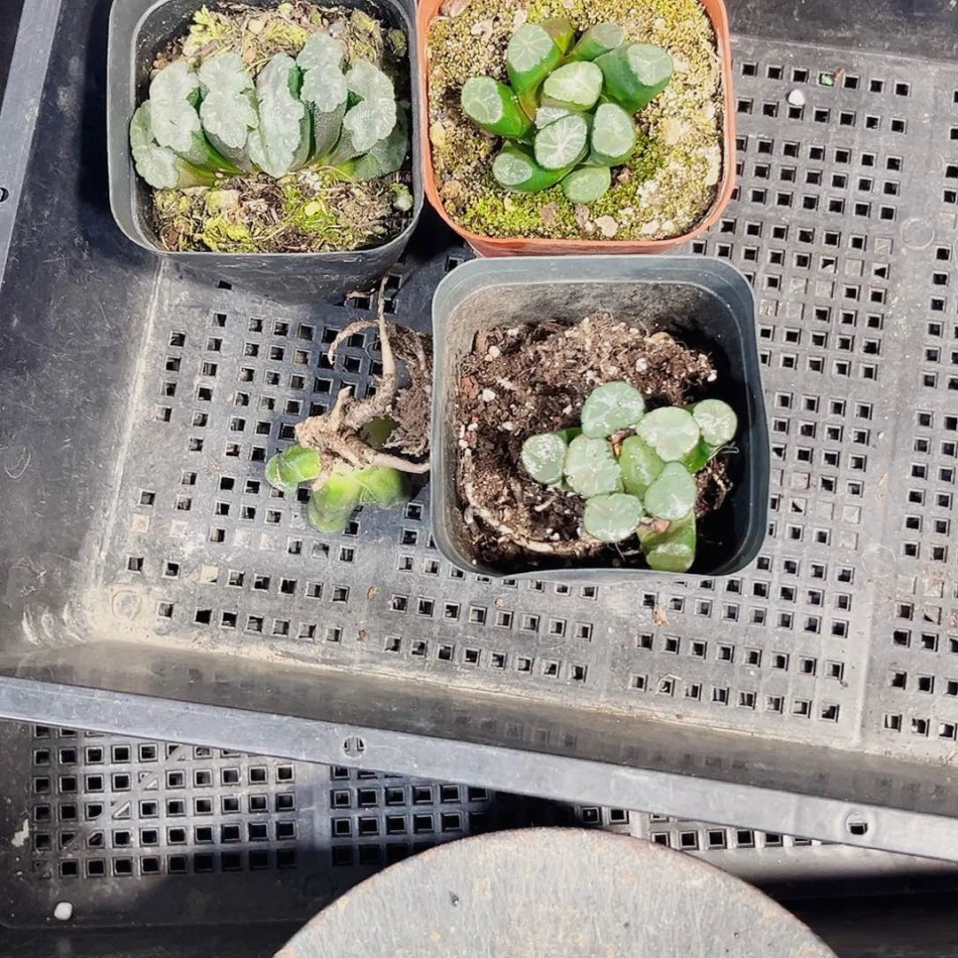 特价处理新手好养