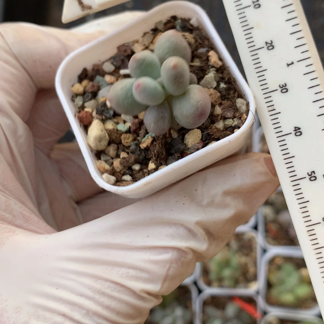 米可奶酪多肉有锦纹的啊