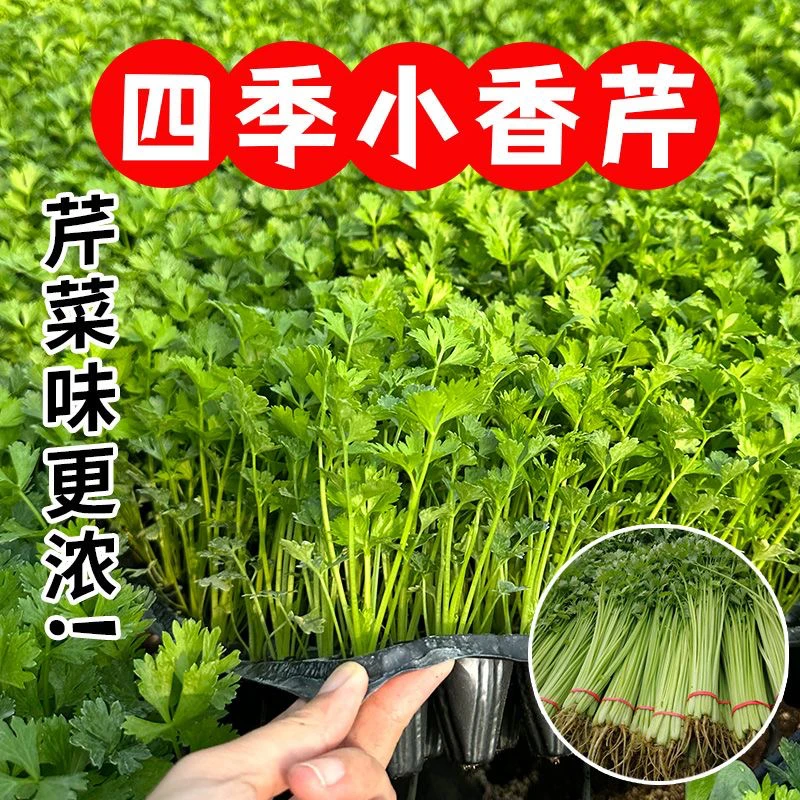 四季芹菜秧苗小香芹苗蔬菜种子根苗耐热菜苗北方南方幼苗批发活苗