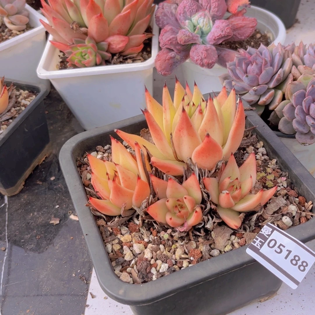 东云多肉植物05188