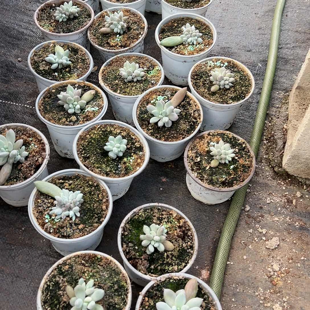 【闪购商品】无花朵组合哥特