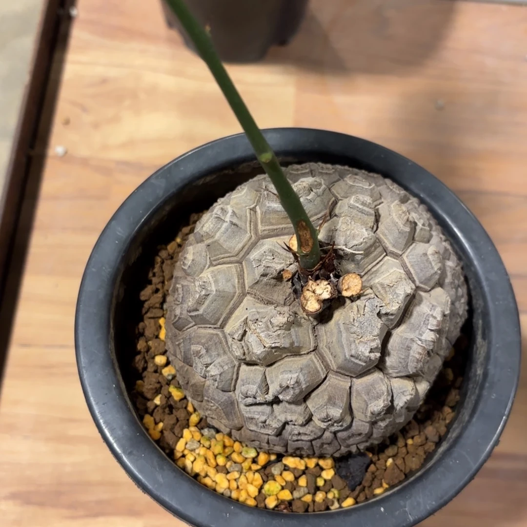 8日系南非龟甲龙带盆