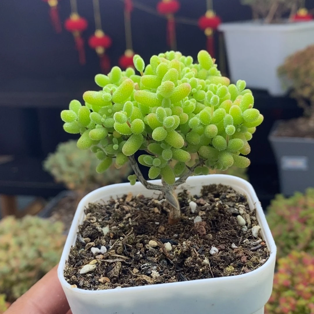 D****y1055号金桔糖球枝干多肉