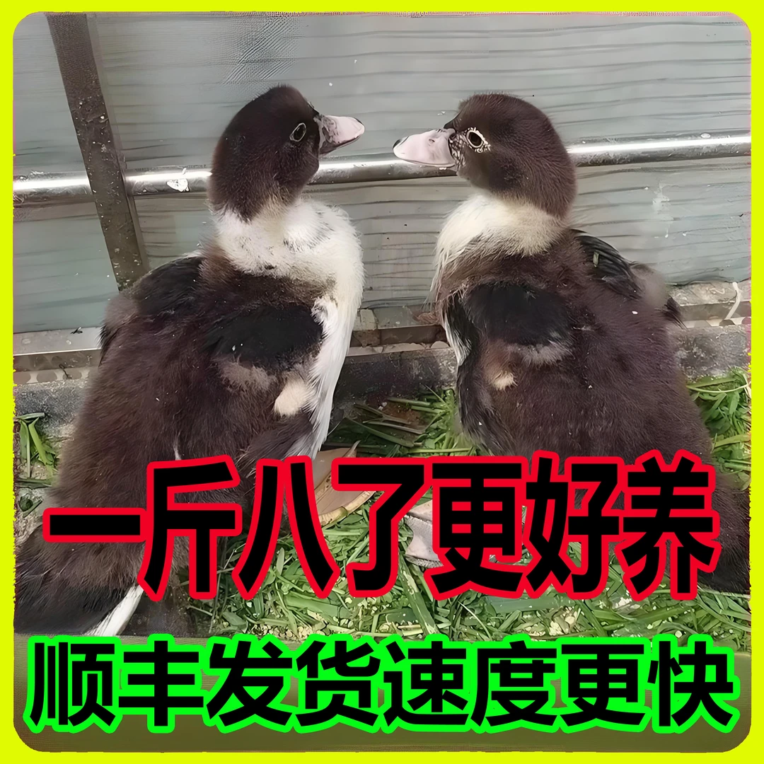 黑番鸭鸳鸯鸭火鸭宠物鸭一斤八左右顺丰更好养（买的越多越划算）