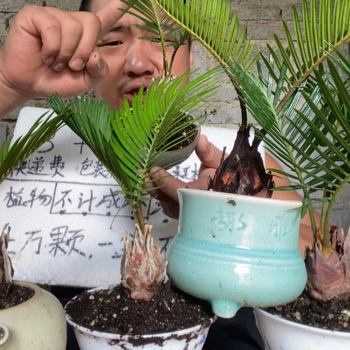 铁树一个器型随缘带盆发货