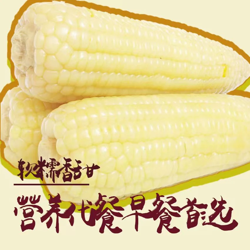 【整箱7斤】【试吃两根】正宗东北白糯玉米软糯香甜整箱10根