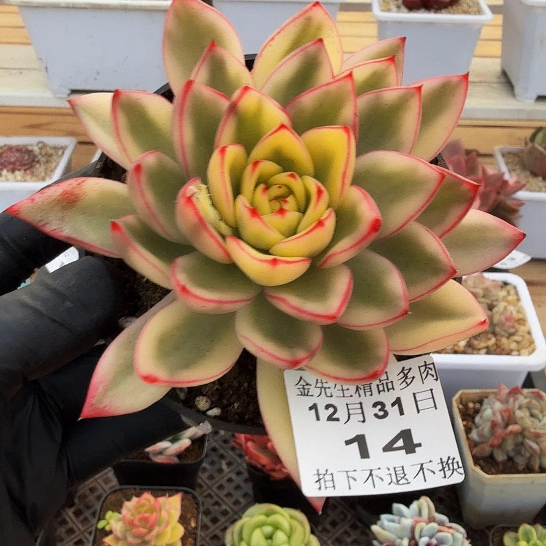 1231-14蝴蝶锦单头