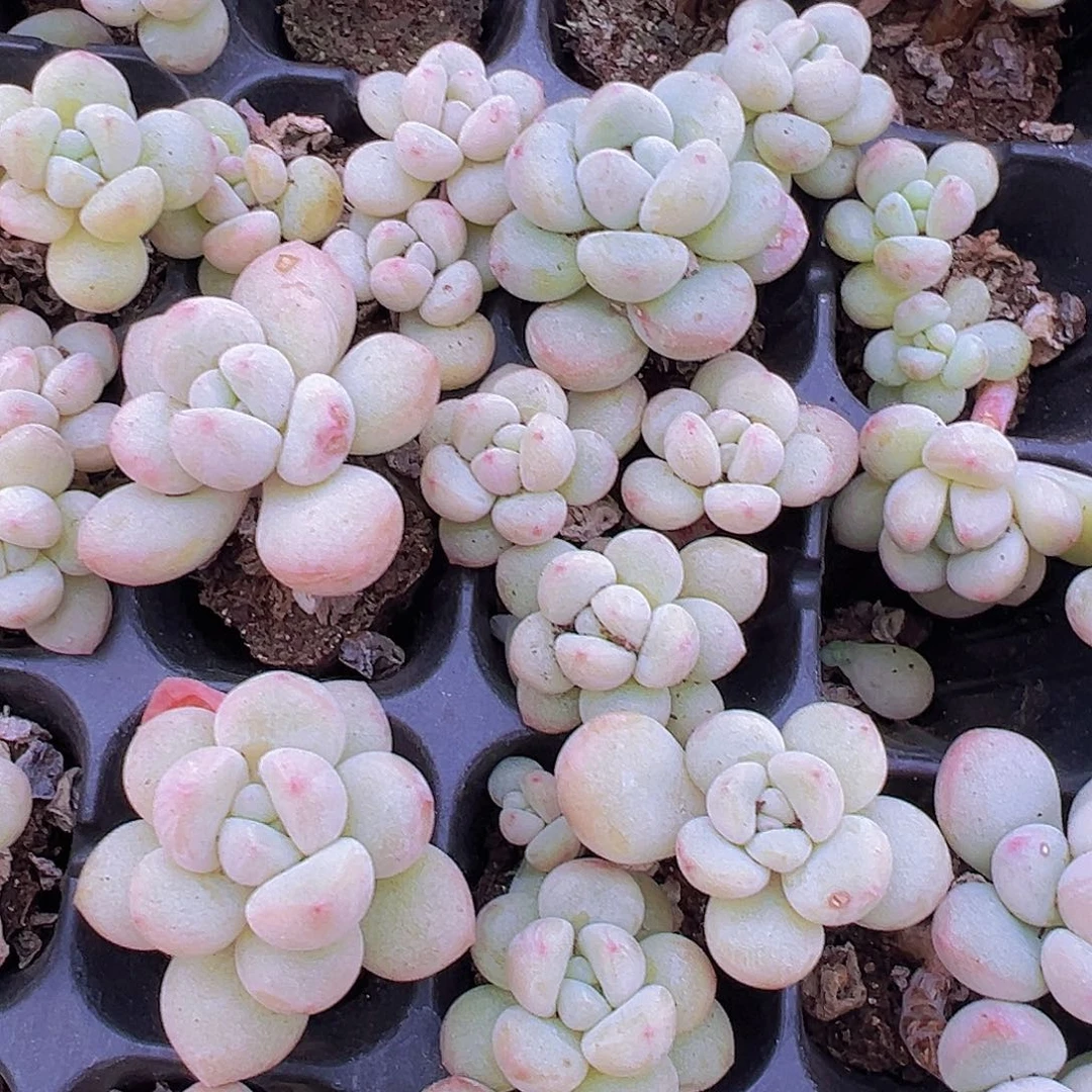 老桩泡泡糖苗的5颗混发