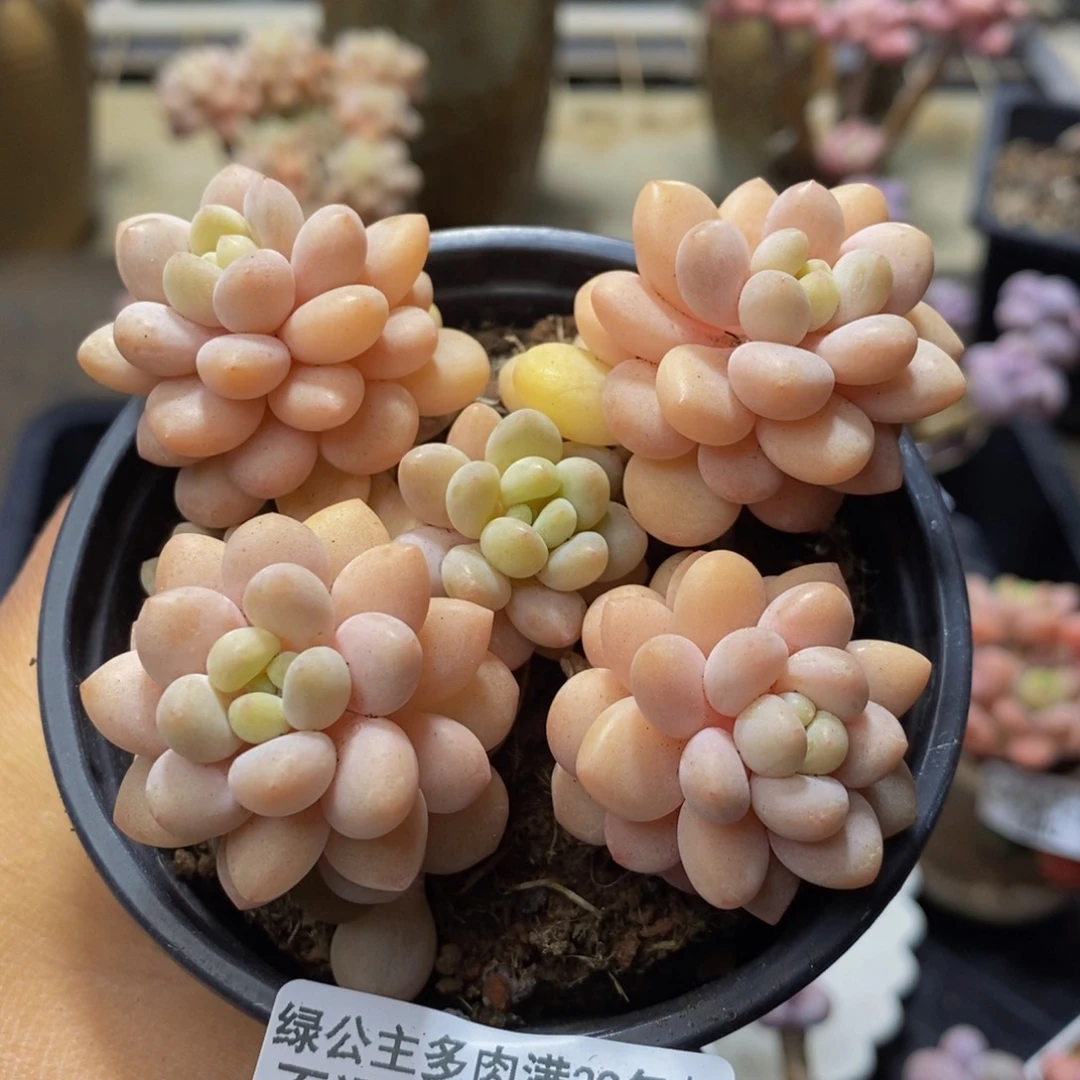 142 洛可可运输会有掉叶