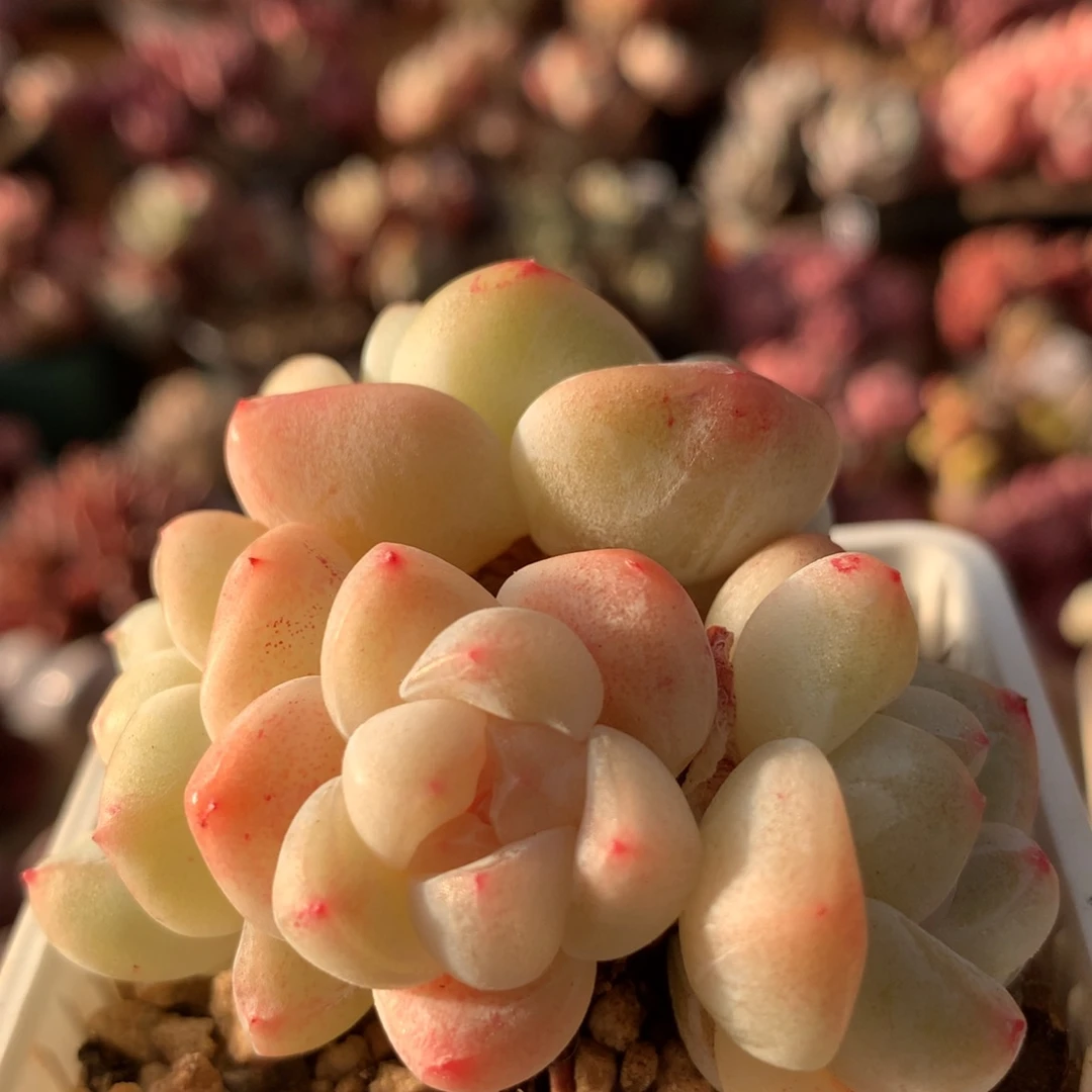 冰玉一物一拍 026