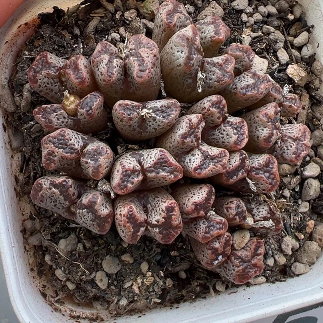 1.3好看的多肉脱土发货235