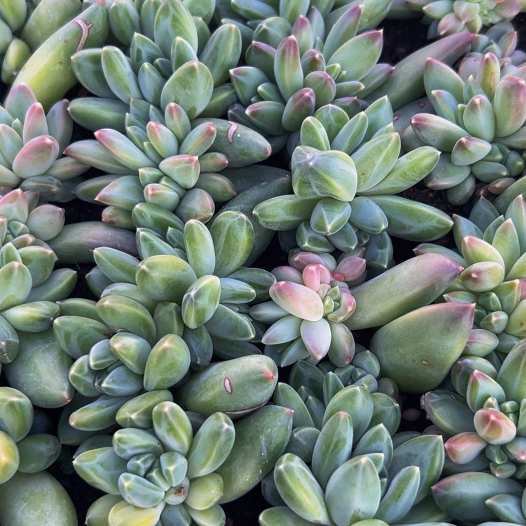 15颗大小不等雨111