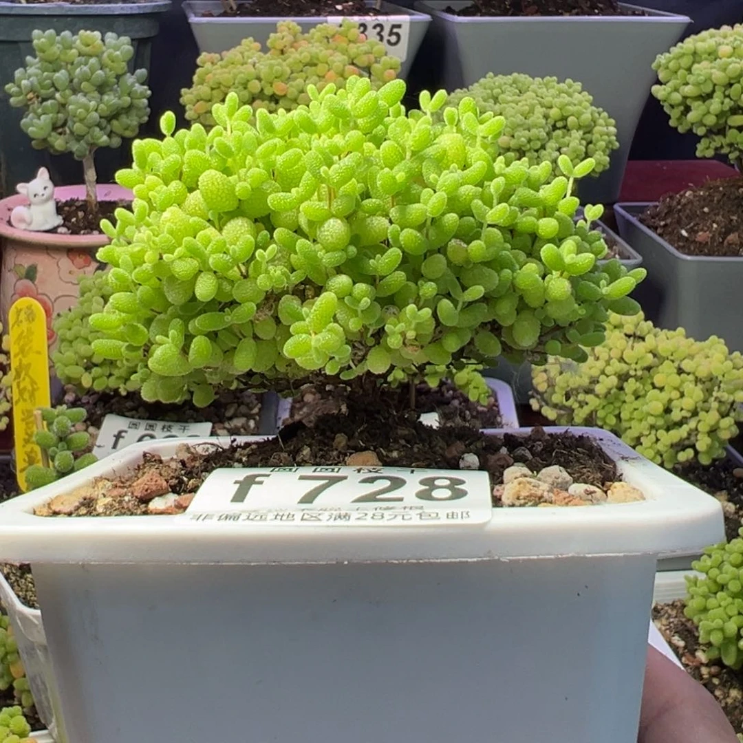 728蜜橘糖球福利拍