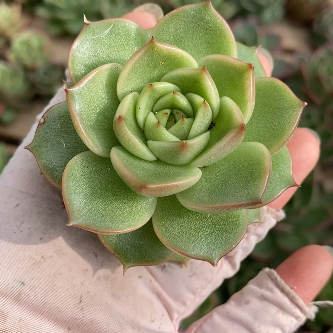 无花朵177专拍链接